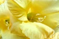 Yellow Gladiolus flower Royalty Free Stock Photo