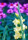 Yellow Gladiolus flowers in mixed Summer garden Royalty Free Stock Photo