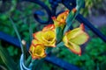 Yellow gladiolus in the garden,