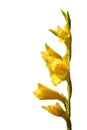 Yellow gladiolus isolate on a white background Royalty Free Stock Photo