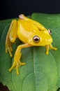 Yellow glass frog