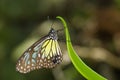 Yellow glassy tiger butterfly Royalty Free Stock Photo