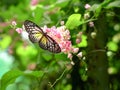 Yellow Glassy Tiger butterfly in a beautiful garden with pink flowers Royalty Free Stock Photo