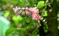 Yellow Glassy Tiger butterfly in a beautiful garden with pink flowers Royalty Free Stock Photo