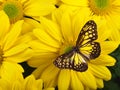 Yellow Glassy Tiger Butterfly Royalty Free Stock Photo