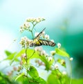 Yellow Glassy Tiger Butterfly Royalty Free Stock Photo