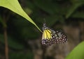 Yellow Glassy Tiger butterfly, Parantica aspasia. Royalty Free Stock Photo