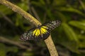 Yellow Glassy Tiger butterfly, Parantica aspasia Royalty Free Stock Photo
