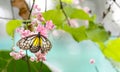 Yellow Glassy Tiger butterfly with pink flowers and green plants Royalty Free Stock Photo