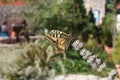 Yellow Glassy Tiger Butterfly in spring