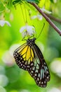 Yellow Glassy Tiger - Parantica aspasia