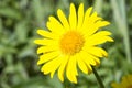 Yellow Glebionis segetum Flower Close Up.