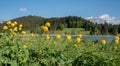 Yellow globeflowers in alpine landscape, lake Geroldsee bavaria