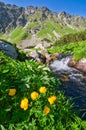 Yellow globeflowers near Temnosmrecianske pleso tarn in High Tatras during spring