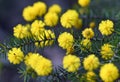 Yellow globular flowers and fine prickly leaves of the Australian native Hedgehog Wattle, Acacia echinula, family Fabaceae