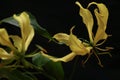 Yellow Gloriosa isolated on a black background.