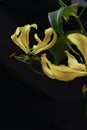 Yellow Gloriosa isolated on a black background.