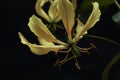 Yellow Gloriosa isolated on a black background