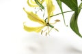 Yellow Gloriosa isolated on a white background.