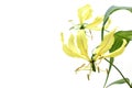 Yellow Gloriosa isolated on a white background