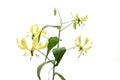 Yellow Gloriosa isolated on a white background.