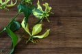 Yellow Gloriosa isolated on a wooden background
