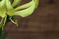 Yellow Gloriosa isolated on a wooden background