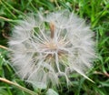 Yellow goat`s beard seed head Royalty Free Stock Photo