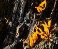 Yellow goatee beard Ramaria aurea, a glowing tiny coral fungus on a dark tree trunk Royalty Free Stock Photo