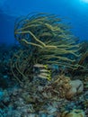 Yellow goatfish, Mulloidichthys martinicus, Bonaire. Caribbean Diving holiday