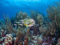 Yellow goatfish, Mulloidichthys martinicus. Bonaire, Caribbean Netherlands. Diving holiday