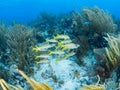 Yellow goatfish, Mulloidichthys martinicus. Bonaire, Caribbean Netherlands. Diving holiday