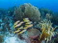 Yellow goatfish, Mulloidichthys martinicus. Bonaire, Caribbean Netherlands. Diving holiday