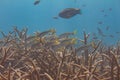 Yellow Goatfish over Critically Endangered Staghorn Coral Royalty Free Stock Photo