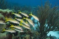 Yellow Goatfish, Smallmouth Grunt Royalty Free Stock Photo