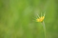 Yellow goats beard flower