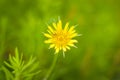 Yellow goats beard flower