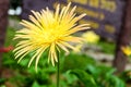 Yellow goatsbeard Royalty Free Stock Photo