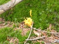 Yellow goatsbeard mushroom in the forest Royalty Free Stock Photo