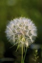 Yellow Goatsbeard Seedhead 39217