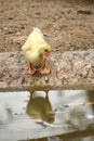 A baby duck happy in pond countryside style