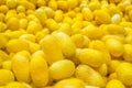 Yellow gold color silk cocoons background