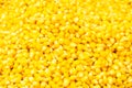 Yellow or Gold corn seeds pattern textured background. Background of bulk of yellow corn grains Royalty Free Stock Photo