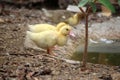 Yellow gold duck, baby duck happy in pond countryside style