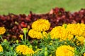 Yellow Gold Flower, Marigold