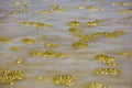 Yellow gold foam in ocean, Galapagos, Ecuador