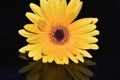 Yellow-Gold Gerbera Daisy and Reflection Against a Dark Background