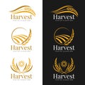 Yellow gold Harvest paddy rice logo vector collection design