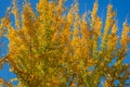 Yellow and gold leaves of big Ginkgo biloba trees against the blue sky. Golden foliage like a lush yellow cloud.