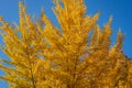 Yellow and gold leaves of big Ginkgo biloba trees against the blue sky. Golden foliage like a lush yellow cloud.